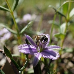 Thysanotus patersonii at Canberra Central, ACT - 6 Oct 2014 11:16 AM