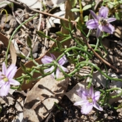 Thysanotus patersonii at Canberra Central, ACT - 6 Oct 2014 11:16 AM