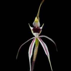 Caladenia parva (Brown-clubbed Spider Orchid) at Brindabella, NSW - 5 Oct 2014 by TobiasHayashi