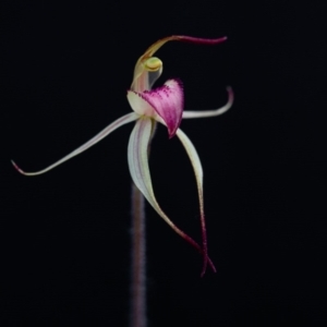 Caladenia fitzgeraldii at Brindabella, NSW - suppressed