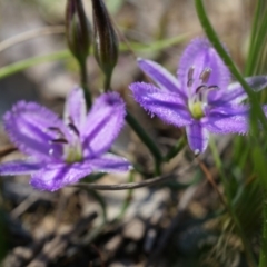 Thysanotus patersonii (Twining Fringe Lily) at Canberra Central, ACT - 6 Oct 2014 by AaronClausen