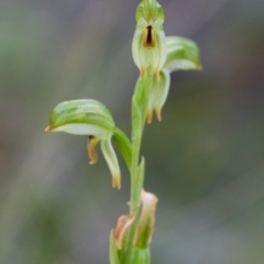 Bunochilus montanus (Montane Leafy Greenhood) at Brindabella, NSW - 5 Oct 2014 by TobiasHayashi