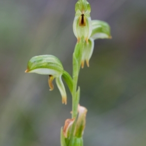 Bunochilus montanus (ACT) = Pterostylis jonesii (NSW) at Brindabella, NSW - suppressed