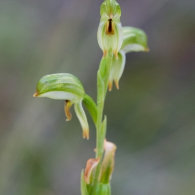 Bunochilus montanus (ACT) = Pterostylis jonesii (NSW) (Montane Leafy Greenhood) at Brindabella, NSW - 5 Oct 2014 by TobiasHayashi