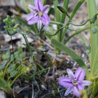 Thysanotus patersonii (Twining Fringe Lily) at Canberra Central, ACT - 6 Oct 2014 by AaronClausen