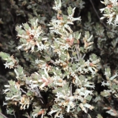 Brachyloma daphnoides (Daphne Heath) at Rob Roy Range - 2 Oct 2014 by MichaelBedingfield