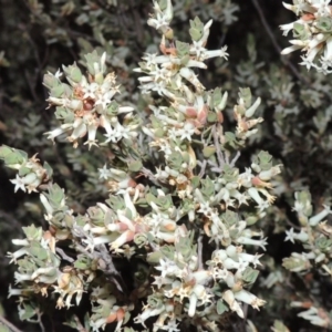 Brachyloma daphnoides at Conder, ACT - 2 Oct 2014