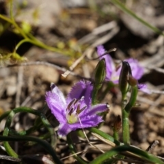 Thysanotus patersonii (Twining Fringe Lily) at Bruce, ACT - 6 Oct 2014 by AaronClausen