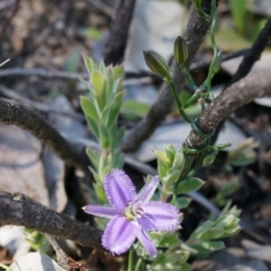 Thysanotus patersonii at Bruce, ACT - 6 Oct 2014