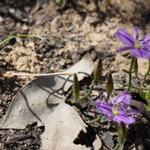 Thysanotus patersonii at Bruce, ACT - 6 Oct 2014 11:24 AM