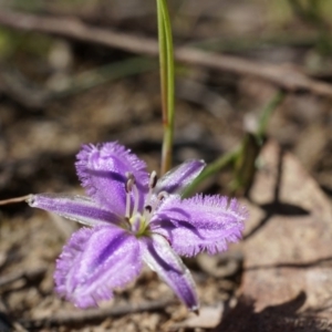 Thysanotus patersonii at Bruce, ACT - 6 Oct 2014