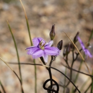 Thysanotus patersonii at Bruce, ACT - 6 Oct 2014 12:22 PM