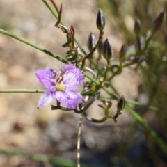 Thysanotus patersonii (Twining Fringe Lily) at Bruce, ACT - 6 Oct 2014 by AaronClausen