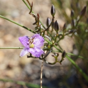 Thysanotus patersonii at Bruce, ACT - 6 Oct 2014 12:22 PM