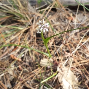 Wurmbea dioica subsp. dioica at Denman Prospect, ACT - 6 Oct 2014