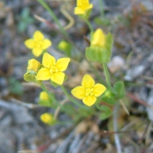 Cicendia quadrangularis at Farrer, ACT - 6 Oct 2014