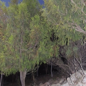 Exocarpos cupressiformis at Conder, ACT - 2 Oct 2014