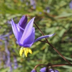Stypandra glauca (Nodding Blue Lily) at Rob Roy Range - 2 Oct 2014 by MichaelBedingfield