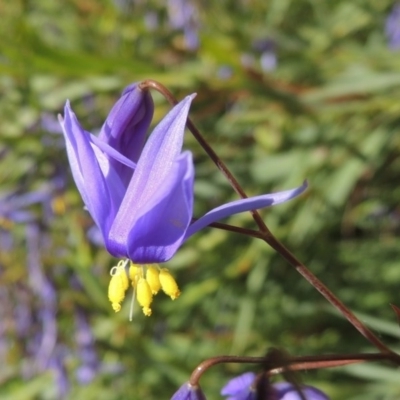 Stypandra glauca (Nodding Blue Lily) at Conder, ACT - 1 Oct 2014 by michaelb