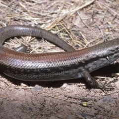 Liopholis montana (Mountain Skink, Tan-backed Skink) at Cotter River, ACT - 24 Oct 1982 by wombey