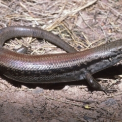 Liopholis montana (Mountain Skink, Tan-backed Skink) at Namadgi National Park - 23 Oct 1982 by wombey