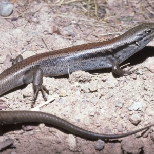 Liopholis montana at Cotter River, ACT - 24 Oct 1982