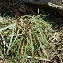 Brachychiton populneus subsp. populneus (Kurrajong) at Mount Mugga Mugga - 6 Mar 2016 by Mike