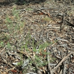 Asparagus officinalis (Asparagus) at Mount Mugga Mugga - 6 Mar 2016 by Mike