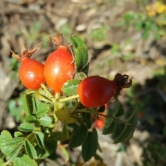 Rosa rubiginosa (Sweet Briar, Eglantine) at O'Malley, ACT - 6 Mar 2016 by Mike