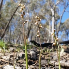 Prasophyllum brevilabre (Short-lip Leek Orchid) at Point 5515 - 7 Oct 2014 by AaronClausen