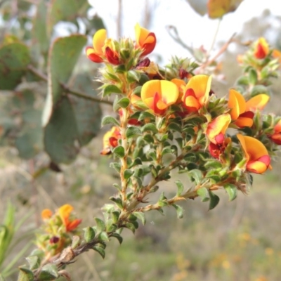 Pultenaea procumbens (Bush Pea) at Theodore, ACT - 6 Oct 2014 by MichaelBedingfield