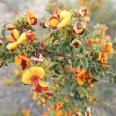 Pultenaea procumbens at Theodore, ACT - 6 Oct 2014 05:22 PM