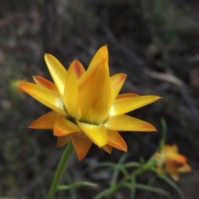 Xerochrysum viscosum (Sticky Everlasting) at Theodore, ACT - 6 Oct 2014 by MichaelBedingfield