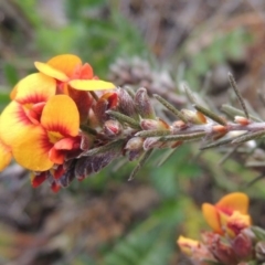 Dillwynia sericea (Egg And Bacon Peas) at Theodore, ACT - 6 Oct 2014 by MichaelBedingfield