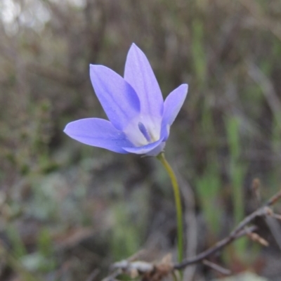 Wahlenbergia capillaris (Tufted Bluebell) at Theodore, ACT - 6 Oct 2014 by MichaelBedingfield