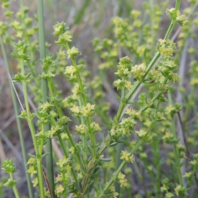 Galium gaudichaudii subsp. gaudichaudii (Rough Bedstraw) at Theodore, ACT - 6 Oct 2014 by michaelb