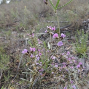 Glycine clandestina at Theodore, ACT - 6 Oct 2014