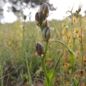 Wurmbea dioica subsp. dioica at Theodore, ACT - 6 Oct 2014