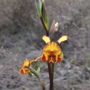 Diuris semilunulata at Theodore, ACT - suppressed