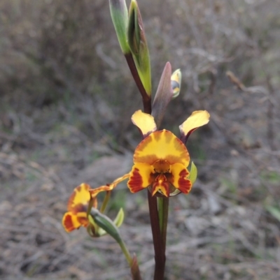 Diuris semilunulata (Late Leopard Orchid) at Tuggeranong Hill - 6 Oct 2014 by michaelb