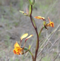 Diuris semilunulata at Theodore, ACT - 6 Oct 2014