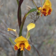 Diuris semilunulata (Late Leopard Orchid) at Tuggeranong Hill - 6 Oct 2014 by michaelb