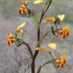 Diuris semilunulata at Theodore, ACT - 6 Oct 2014