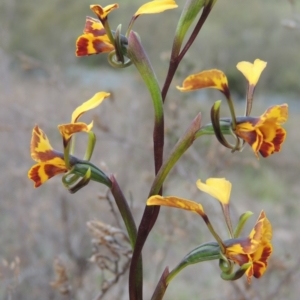 Diuris semilunulata at Theodore, ACT - suppressed