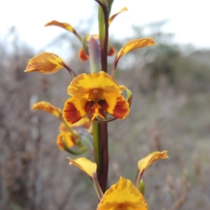 Diuris semilunulata at Theodore, ACT - 6 Oct 2014