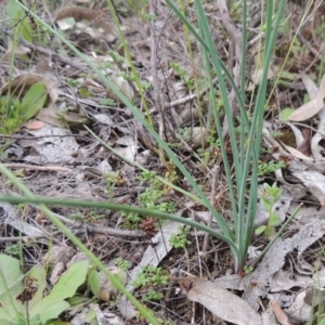 Thysanotus tuberosus subsp. tuberosus at Theodore, ACT - 6 Oct 2014