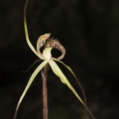 Caladenia orestes (Burrinjuck Spider Orchid) at Brindabella, NSW - 8 Oct 2014 by denisa