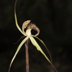 Caladenia orestes (Burrinjuck Spider Orchid) by denisa