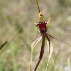 Caladenia parva (Brown-clubbed Spider Orchid) at Brindabella, NSW - 8 Oct 2014 by AaronClausen