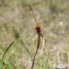 Caladenia parva at Brindabella, NSW - 8 Oct 2014